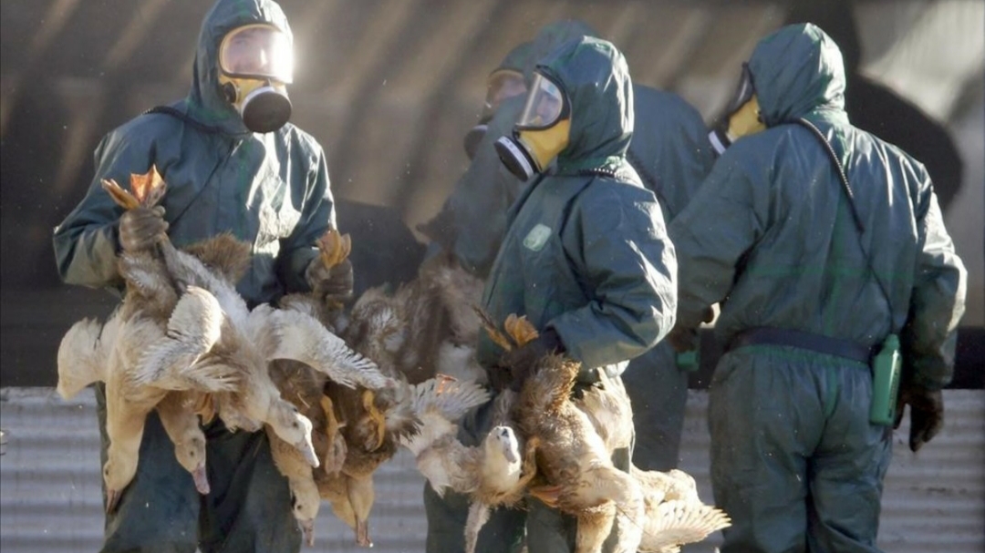 France slaughtering 600,000 ducks due to bird flu